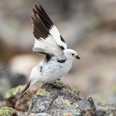 Sněhule severní sameček | Snow Bunting