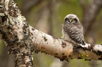 Sovice krahujová mládě | Northern Hawk Owl