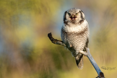 Sovice krahujová | Surnia ulula | Hawk Owl