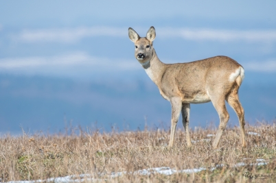 Srna | Capreolus capreolus | Roebuck