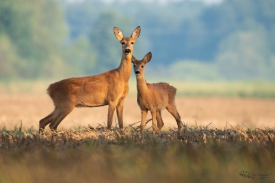 Srna se srnčetem | Capreolus capreolus |...