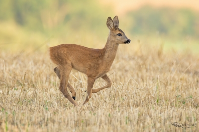 Srnče | Capreolus capreolus | Roe Deer