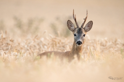 Srnec obecný | Capreolus capreolus | Roe...