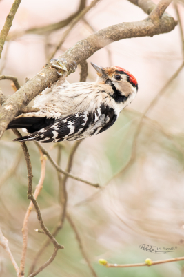 Strakapoud malý | Dryobates minor | Lesser...