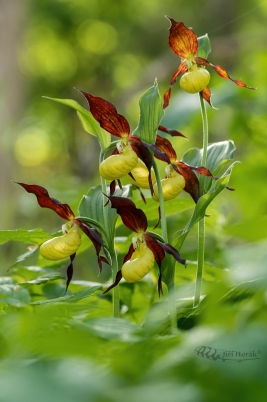 Střevíčník pantoflíček | Cypripedium...