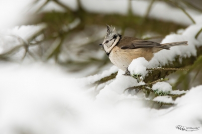 Sýkora parukářka | Lophophanes cristatus...