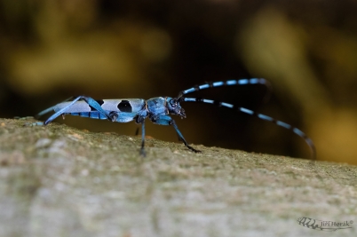 Tesařík alpský | Alpine longhorn beetle