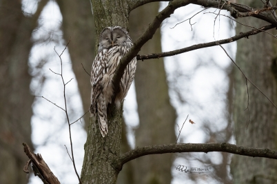 Uralka dřímající | Strix uralensis