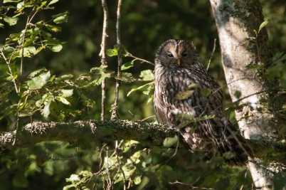 Uralka po dešti | Strix uralensis | Ural Owl