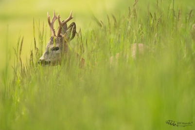 V trávě | Capreolus capreolus | Roe Deer