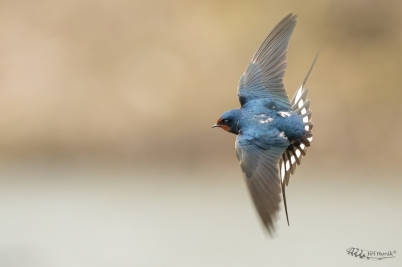 Vlaštovka obecná | Hirundo rustica | Barn...