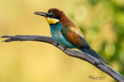 Vlha s muchou | Merops apiaster | European...