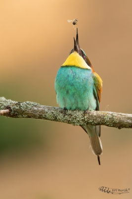 Vlha versus včela | European  Bee-eater