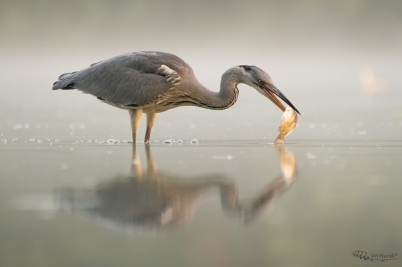 Volavka popelavá | Ardea cinerea | Grey...