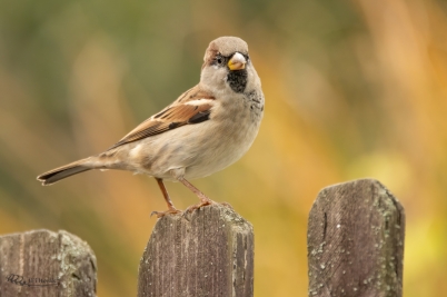 Vrabec domácí | Passer domesticus | House...