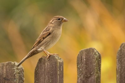 Vrabec domácí samice | Passer domesticus |...