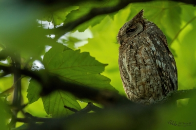 Výreček malý | Otus scops | Eurasian...