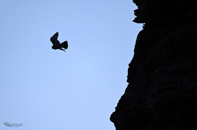 Vzlet sokola | Falco peregrinus | Peregrine...