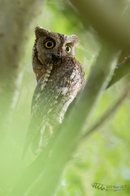 Zaujatý výreček malý | Eurasian Scops Owl