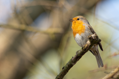 Zpívající červenka | Erithacus rubecula...