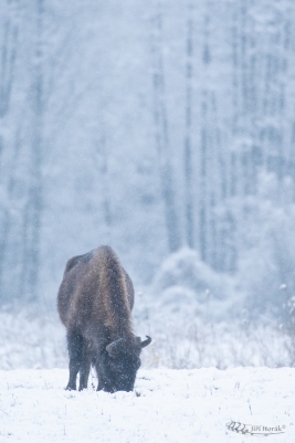 Zubr evropský | Bison bonasus