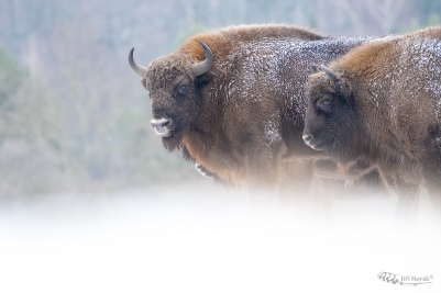 Zubr evropský | Bison bonasus | European...