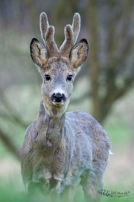 Zvědavý chlupatý | Capreolus capreolus |...